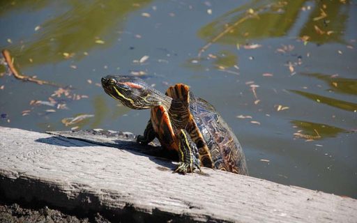 Faith Stories: Red-eared Sliders