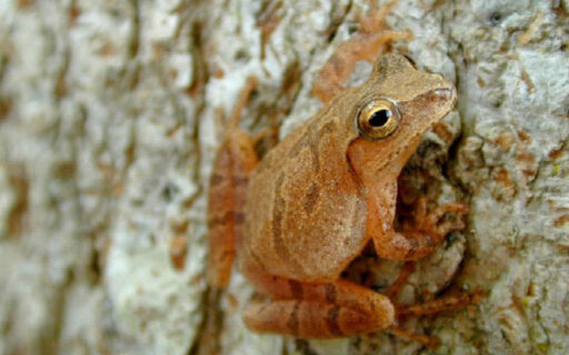Faith Stories: Spring Peepers and the Return of Hope