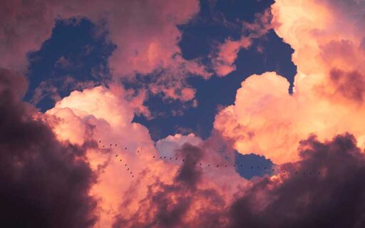 Faith Stories: Avian Exodus